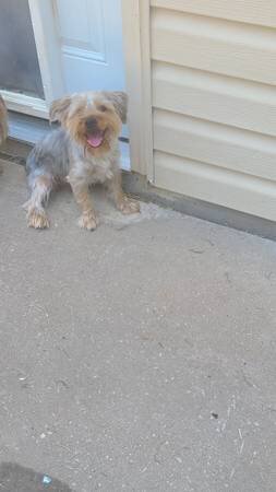Gentle Giant- Male Yorkie image 1
