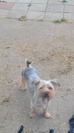 Gentle Giant- Male Yorkie image 4
