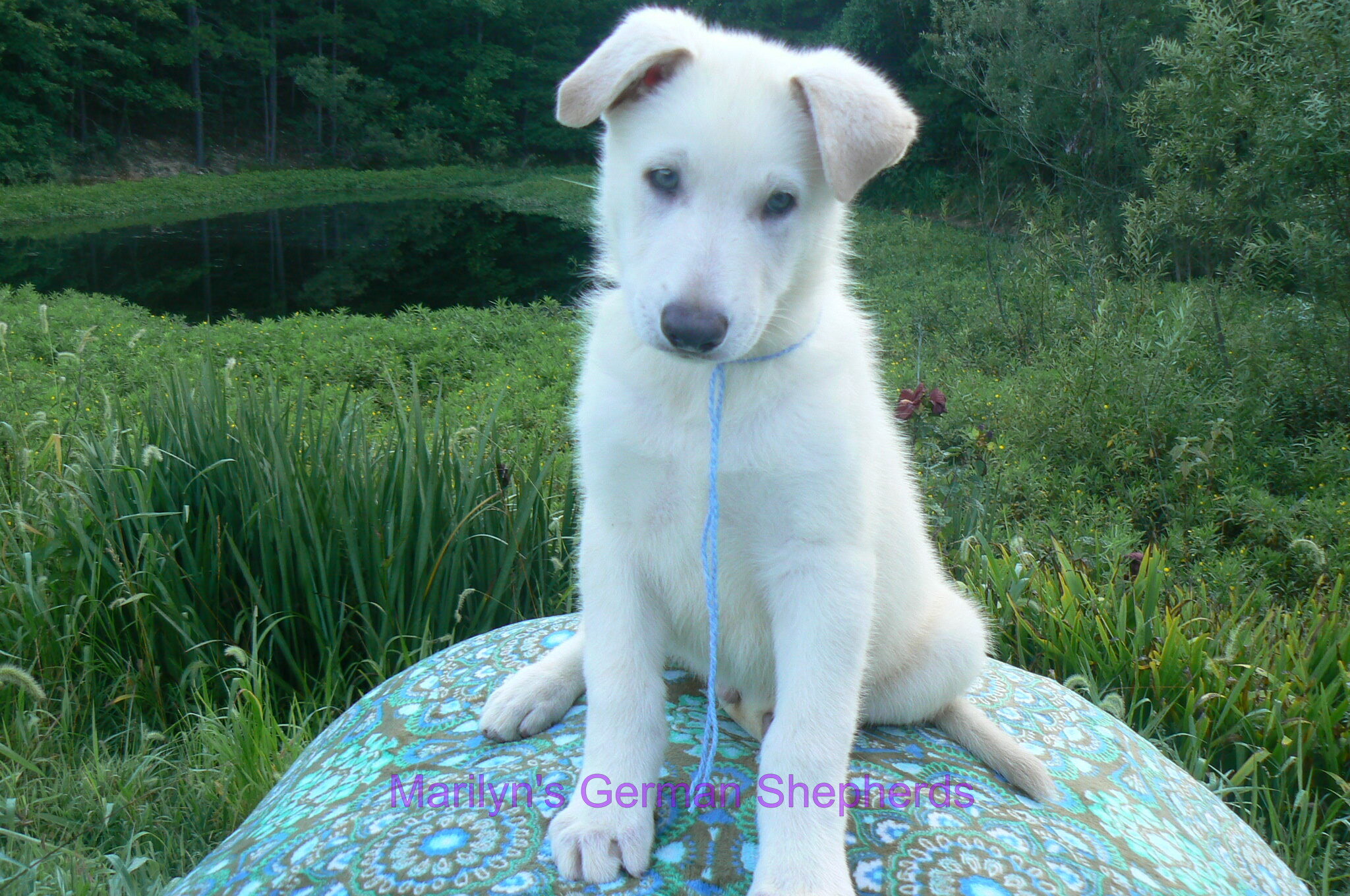 Ice Princess's Mr. Hibiscus Waterfalls image 1