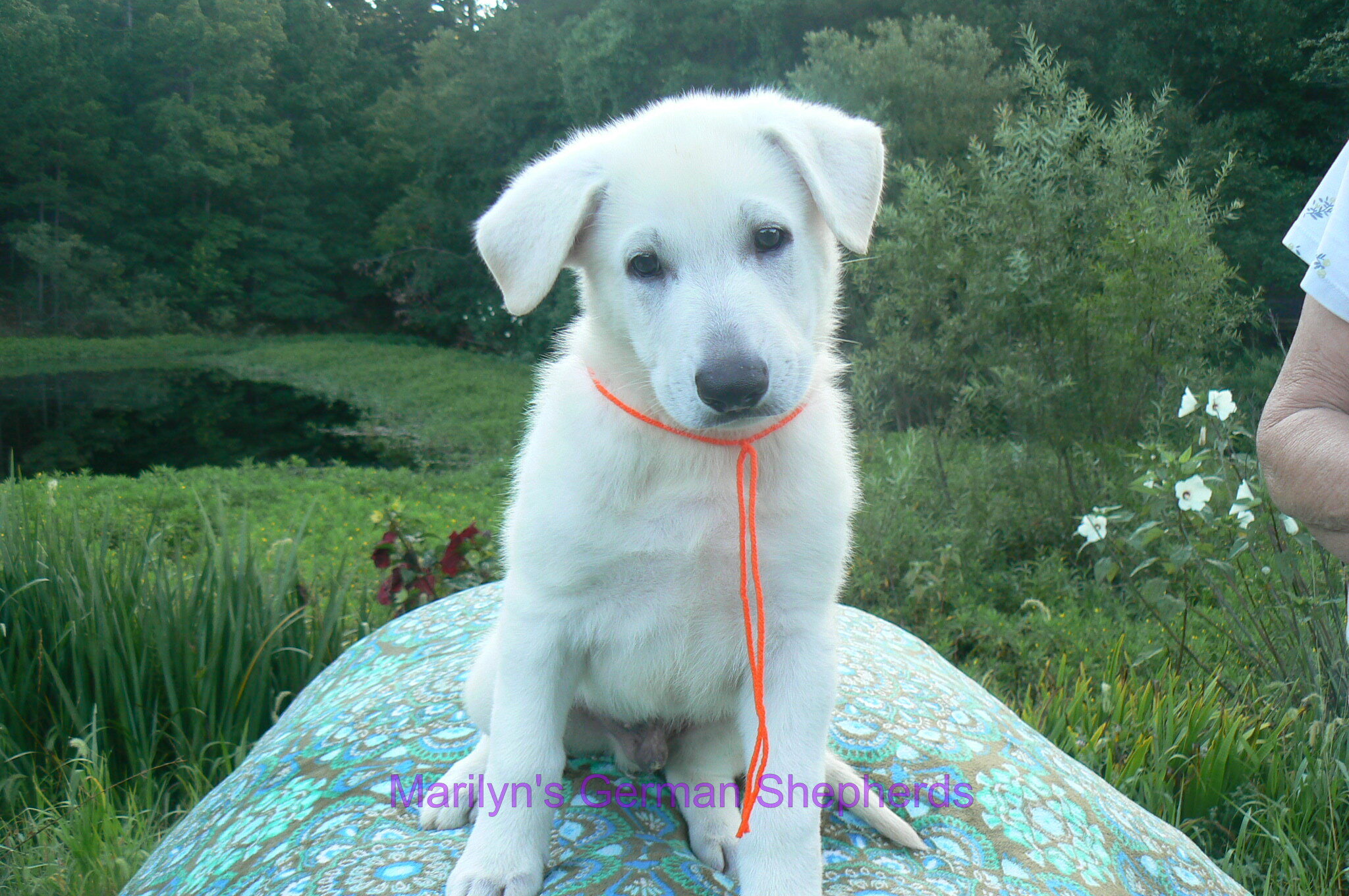 Ice Princess's Mr. Chasing Daydreams image 2