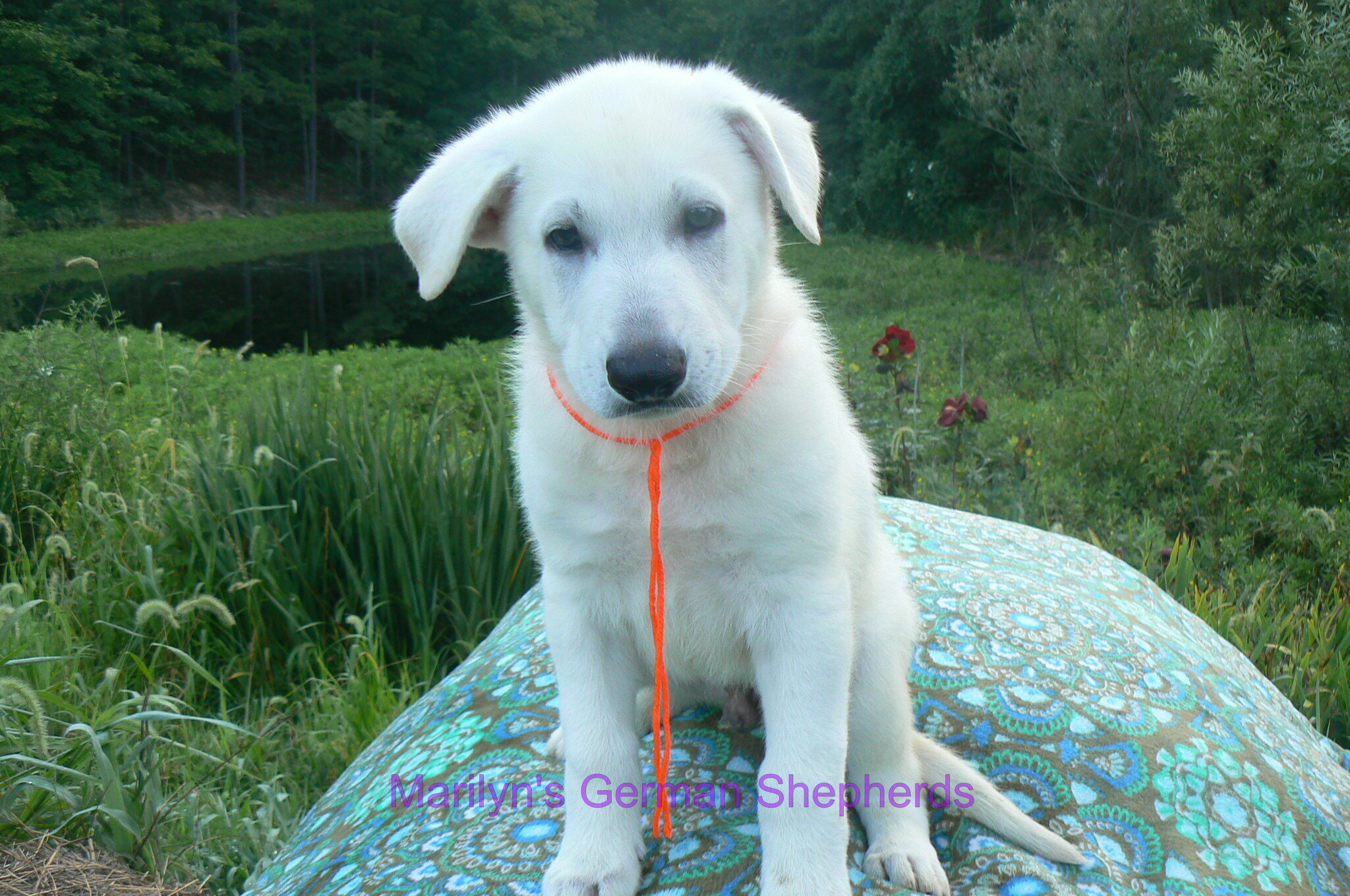 Ice Princess's Mr. Chasing Daydreams image 4