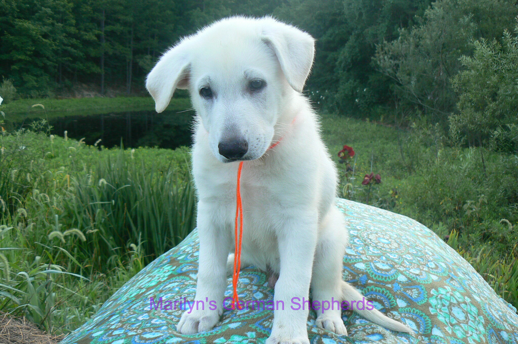 Ice Princess's Mr. Chasing Daydreams image 5