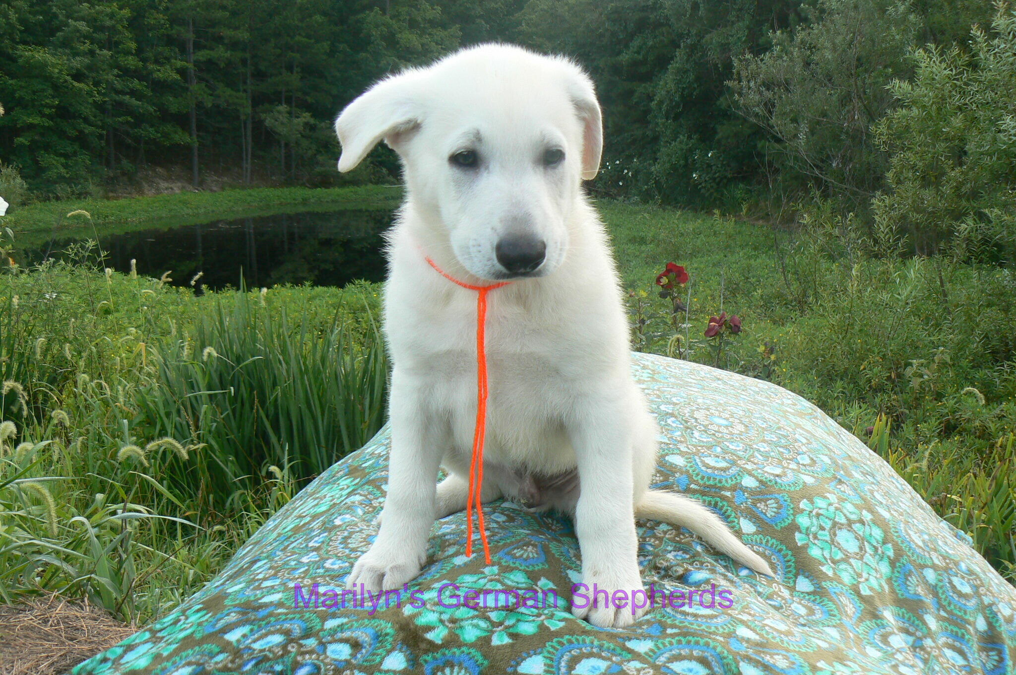 Ice Princess's Mr. Chasing Daydreams image 1