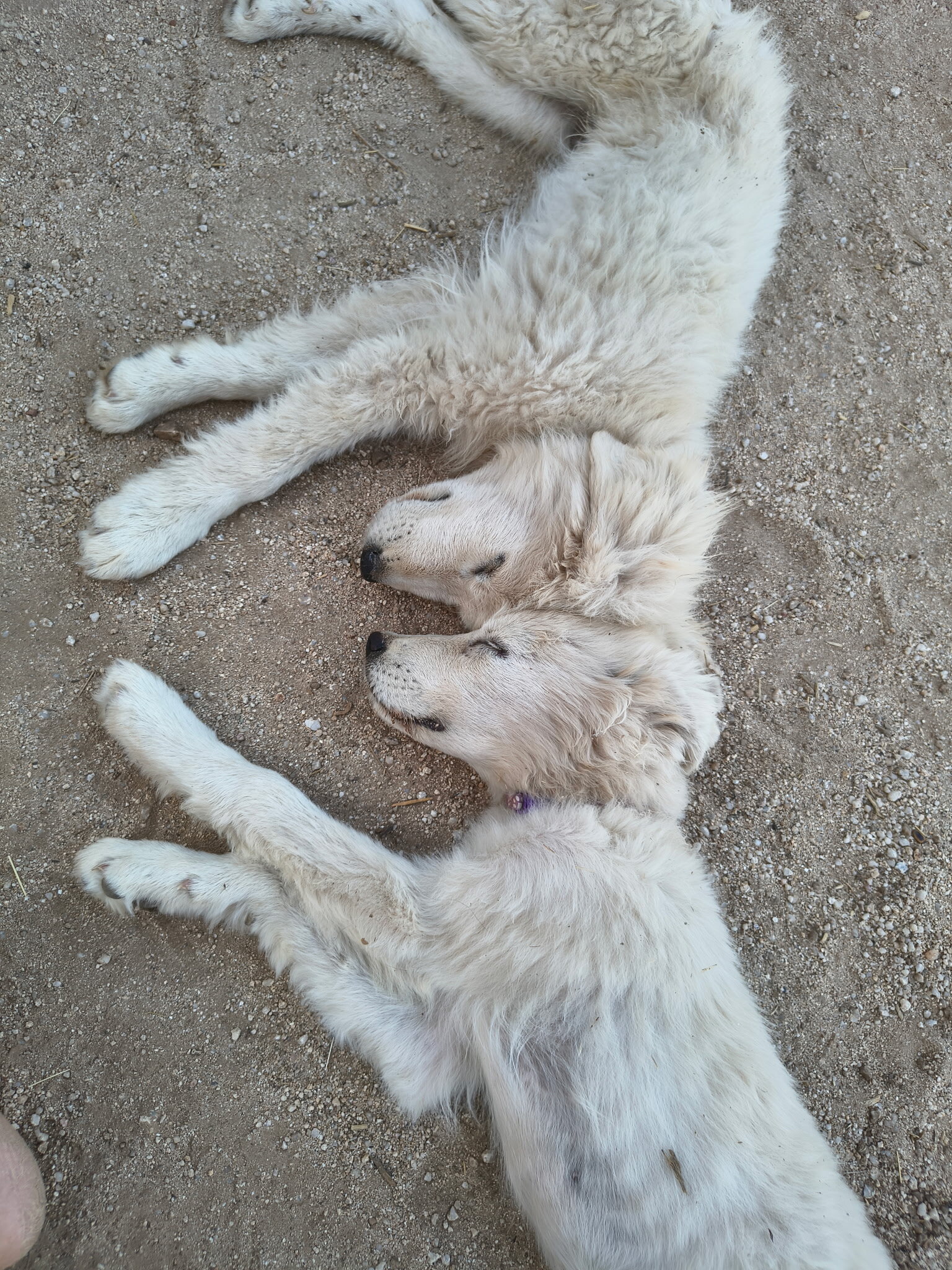 Maremma Sheepdog/ Great Pyrenees image 10
