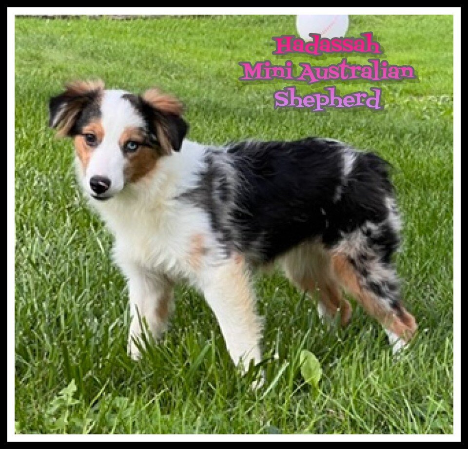 Hadassah Female Mini Australian Shepherd image 1