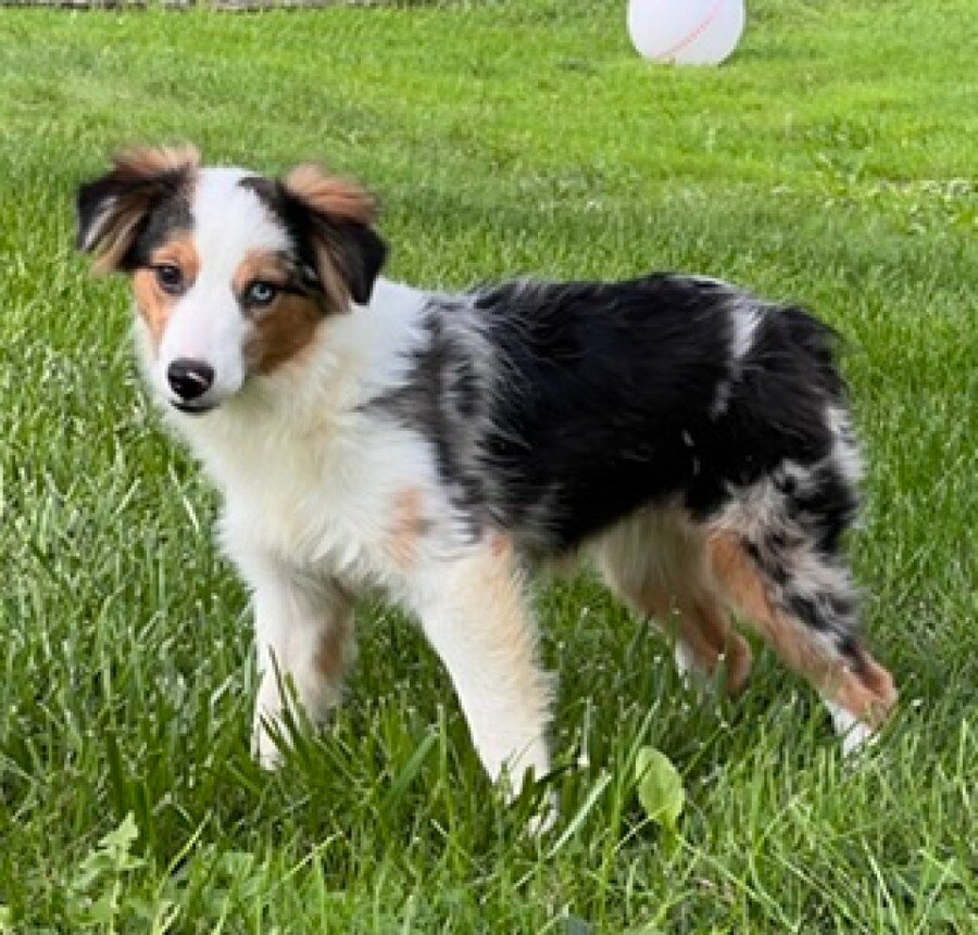 Hadassah Female Mini Australian Shepherd image 2