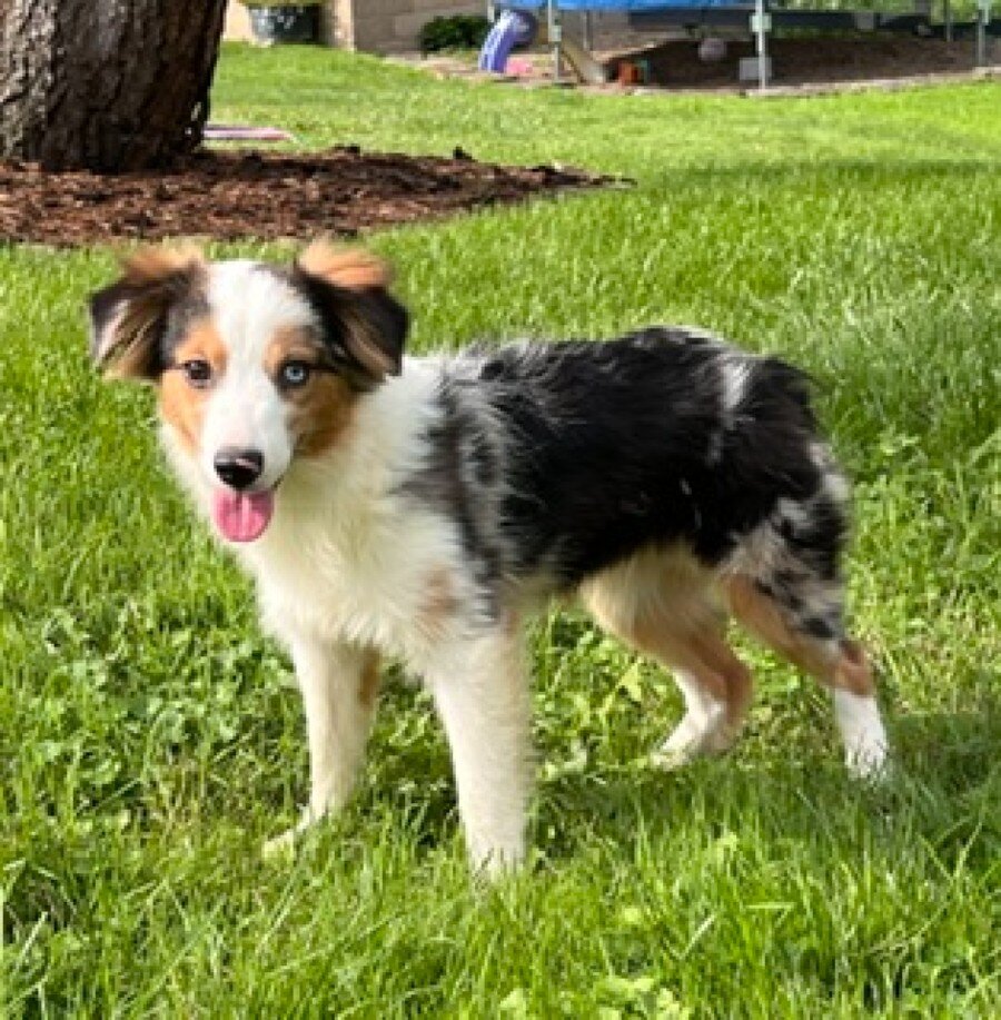 Hadassah Female Mini Australian Shepherd image 3