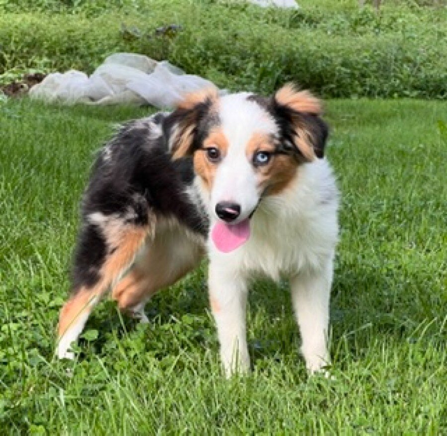 Hadassah Female Mini Australian Shepherd image 4