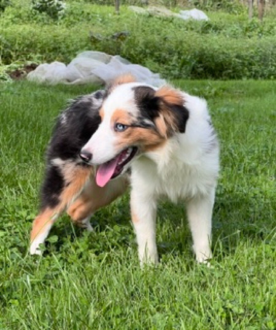 Hadassah Female Mini Australian Shepherd image 5