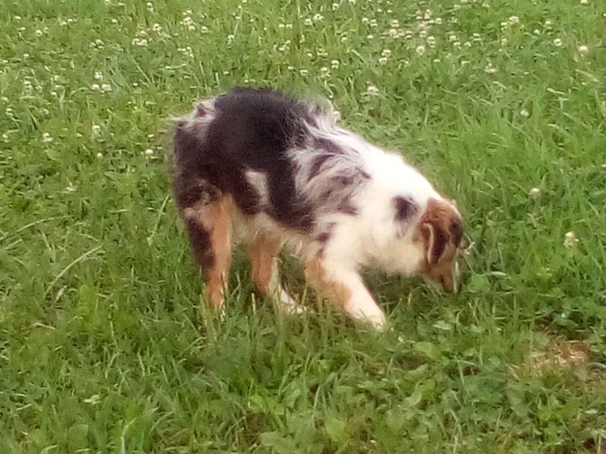 Hadassah Female Mini Australian Shepherd image 8