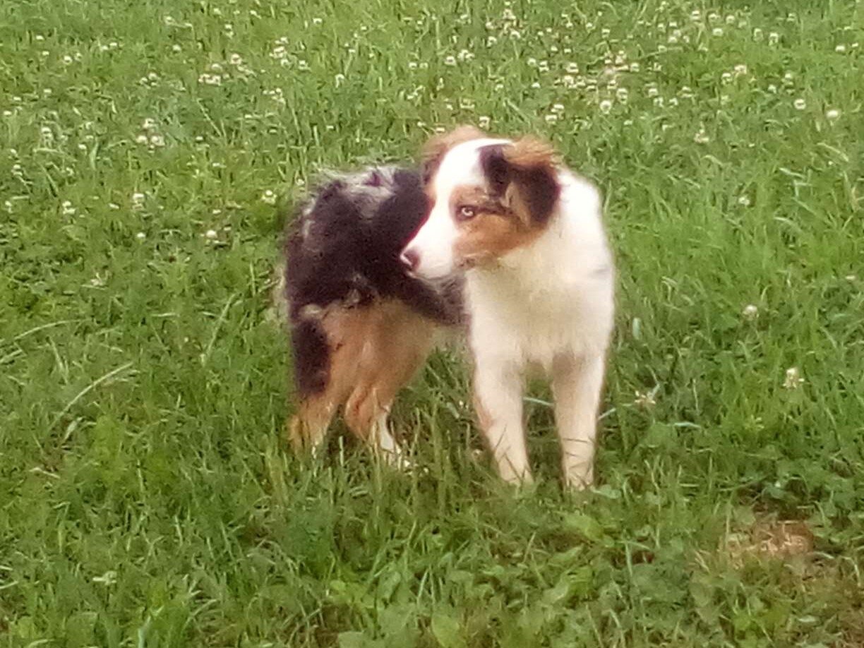 Hadassah Female Mini Australian Shepherd image 7