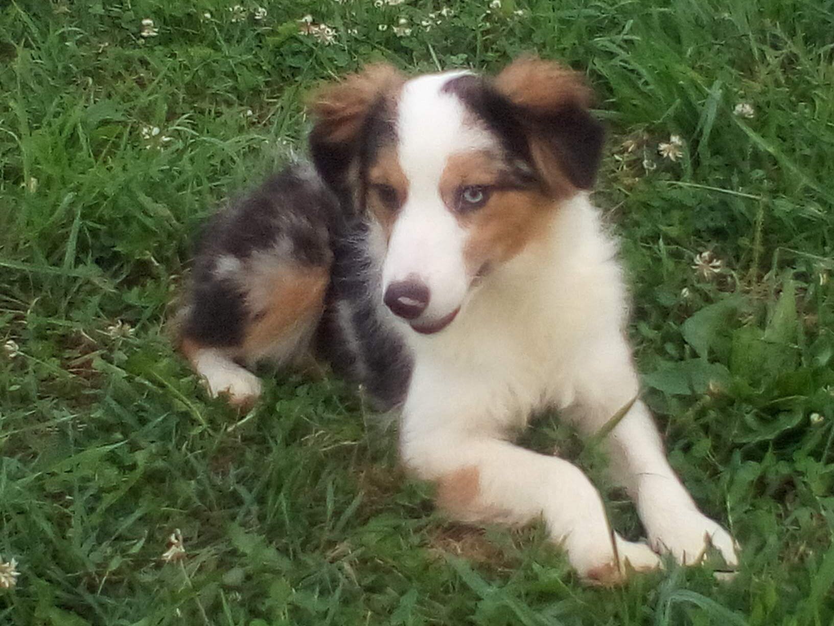 Hadassah Female Mini Australian Shepherd image 6