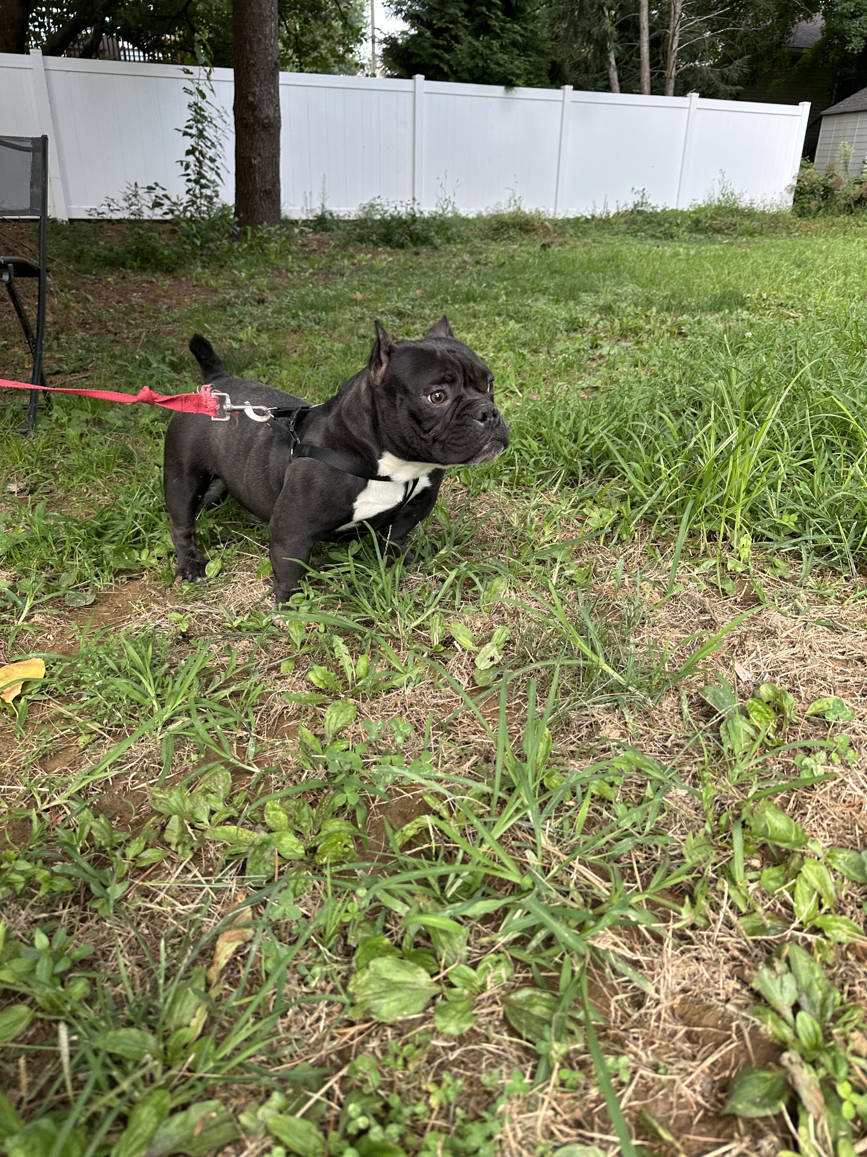 1 yr old American Bully male image 1