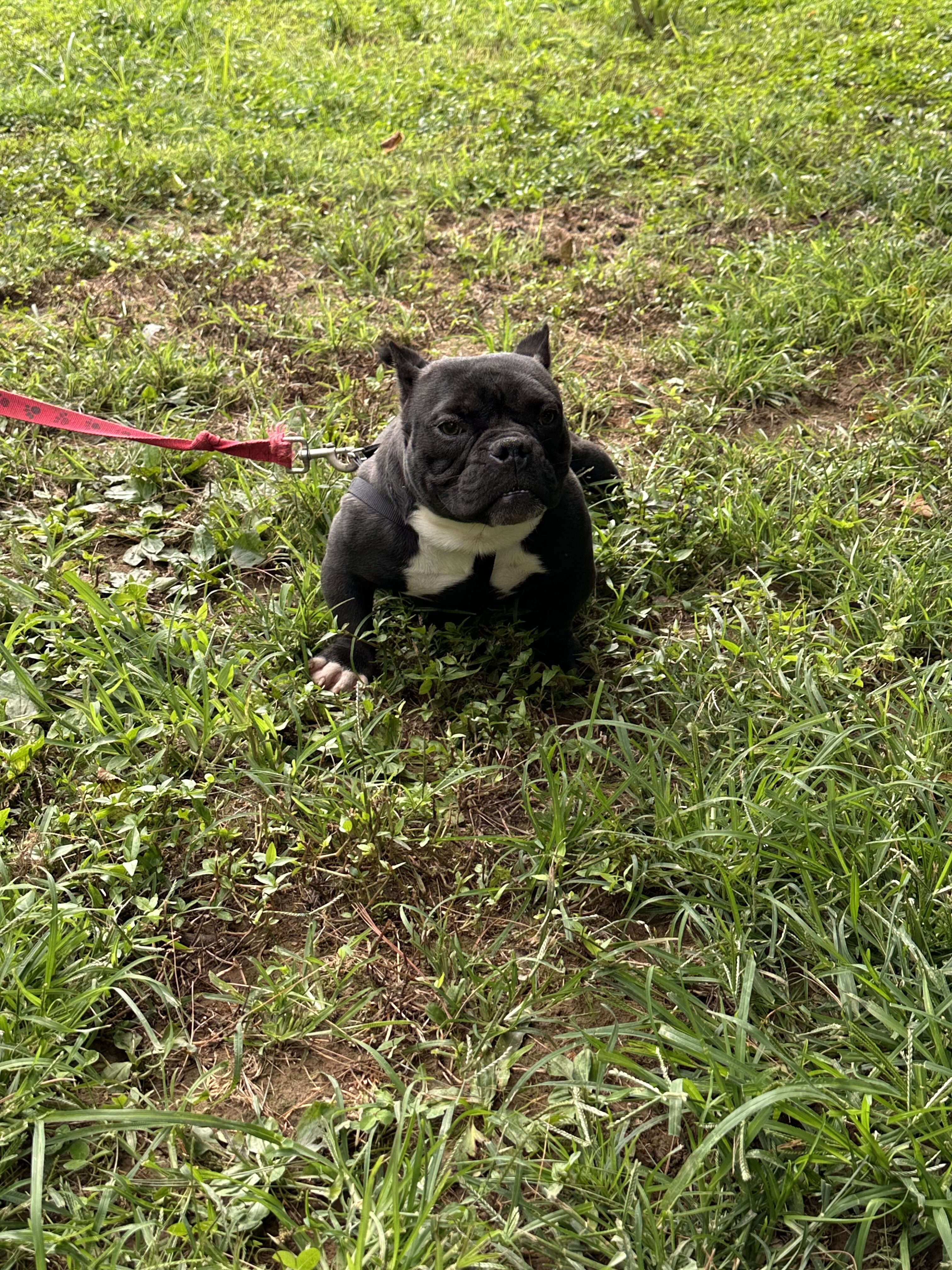 1 yr old American Bully male image 2
