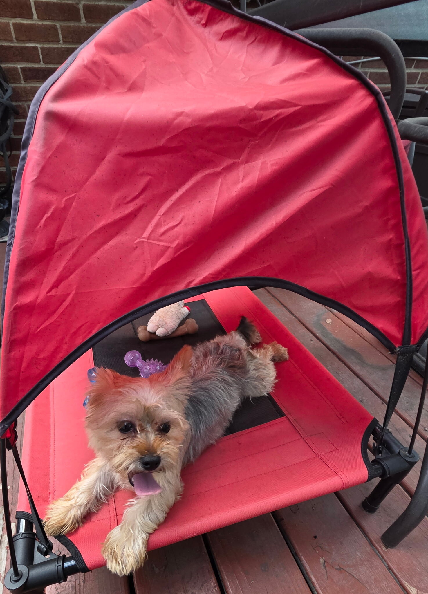 Peaches / female yorkie image 1