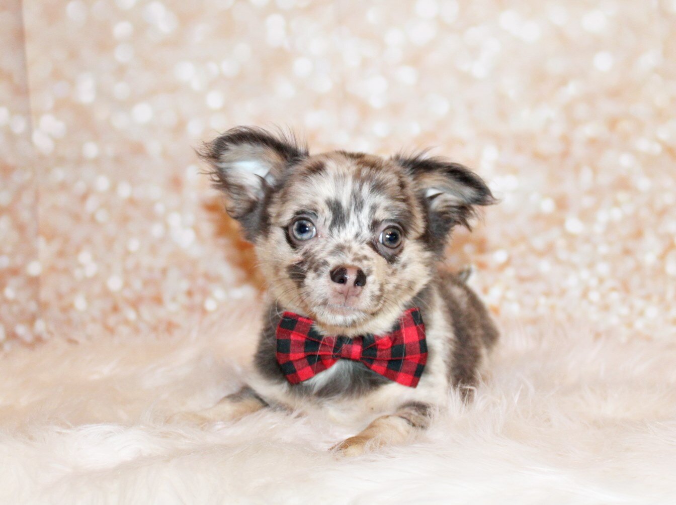 Elgin - Flashy L/C Blue Merle Teddy Bear image 2