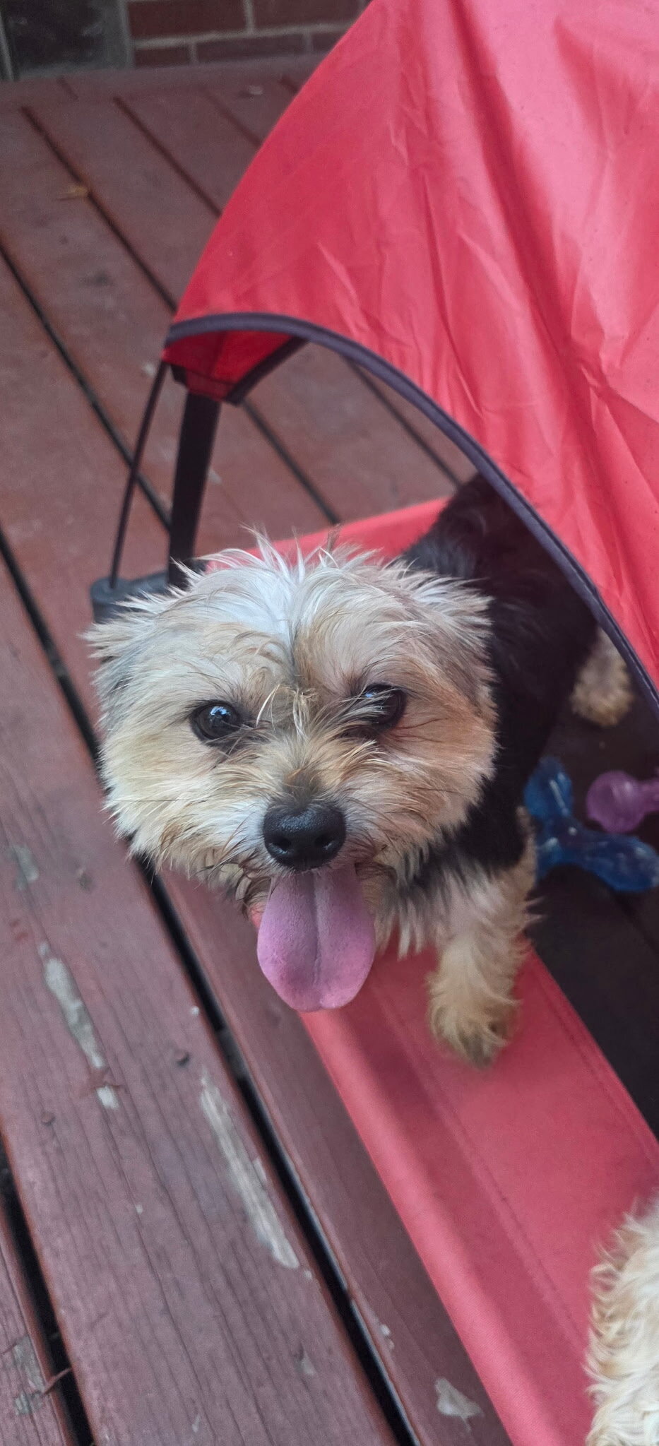 Sindel / female yorkie image 1
