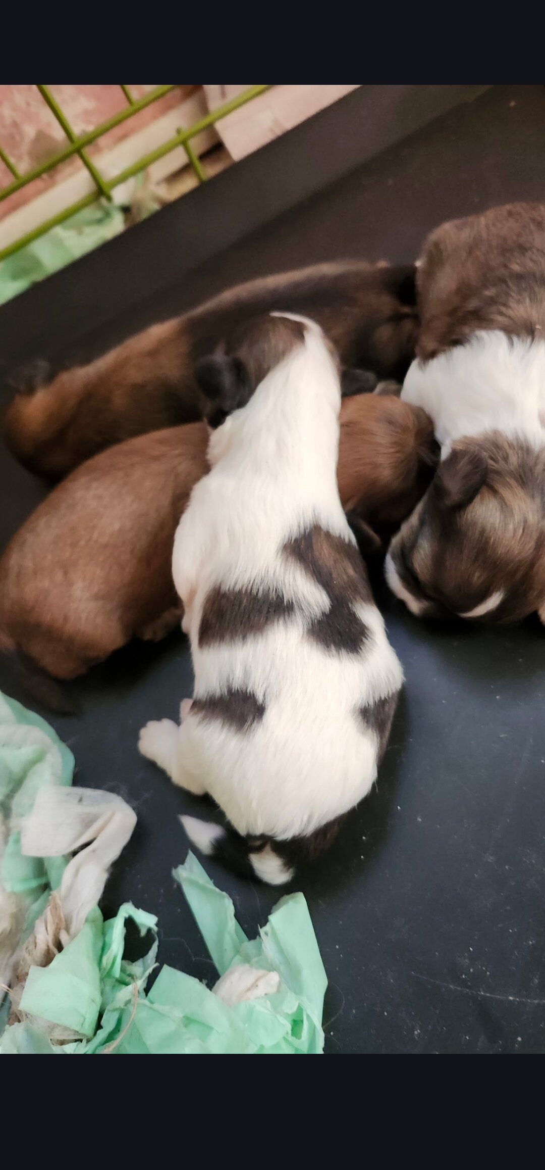 Shih Tzu puppies image 2