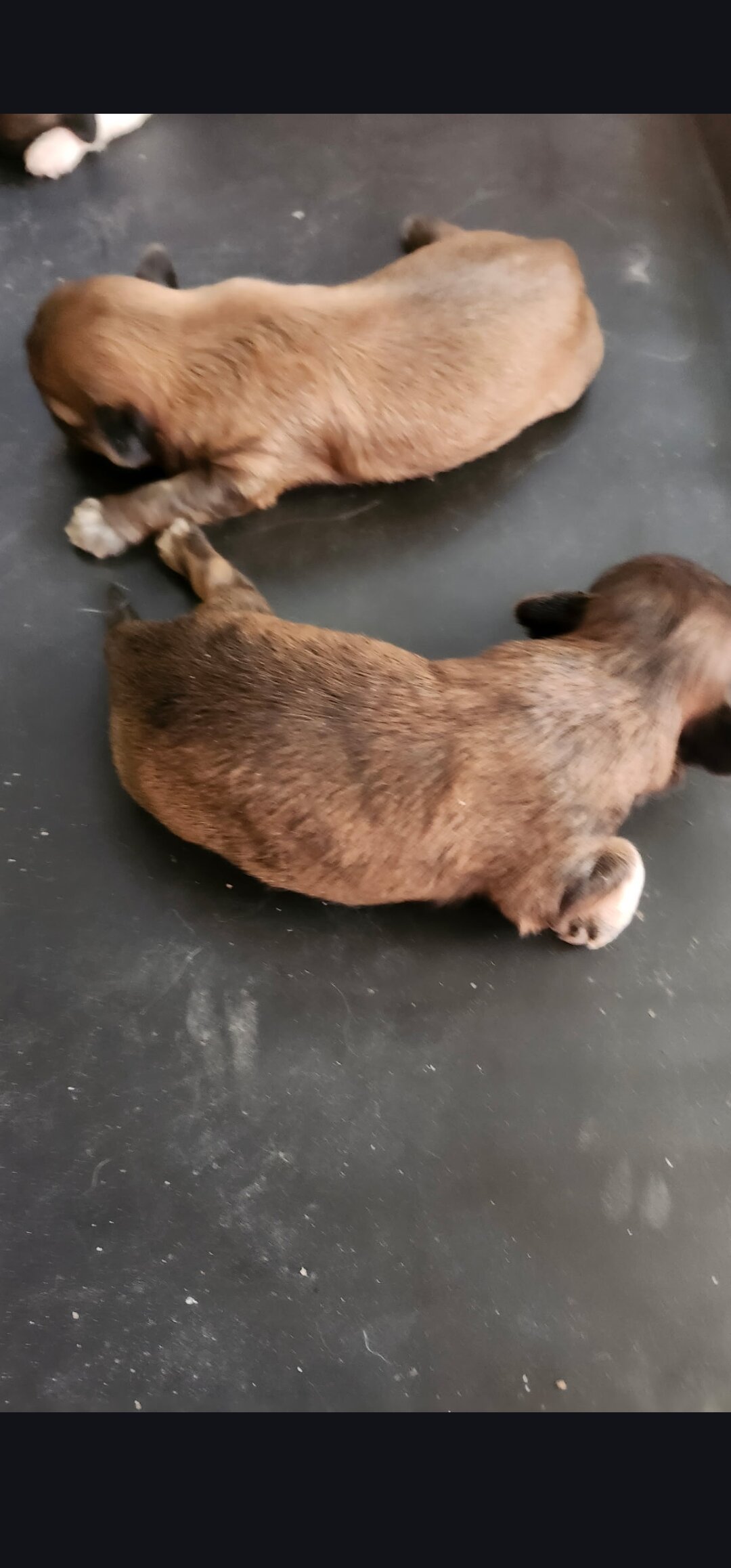 Shih Tzu puppies image 1