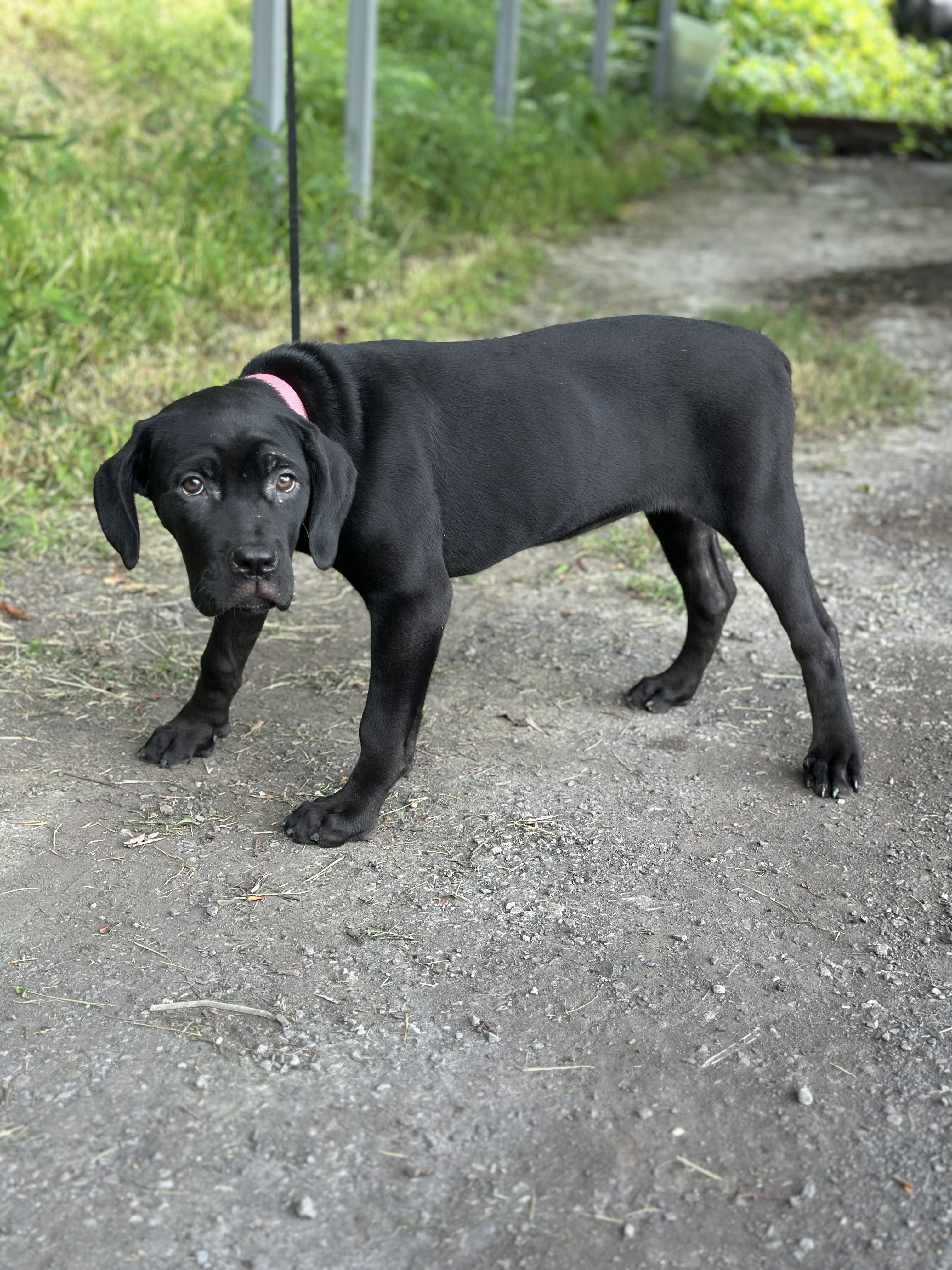 ICCF Cane Corso image 4