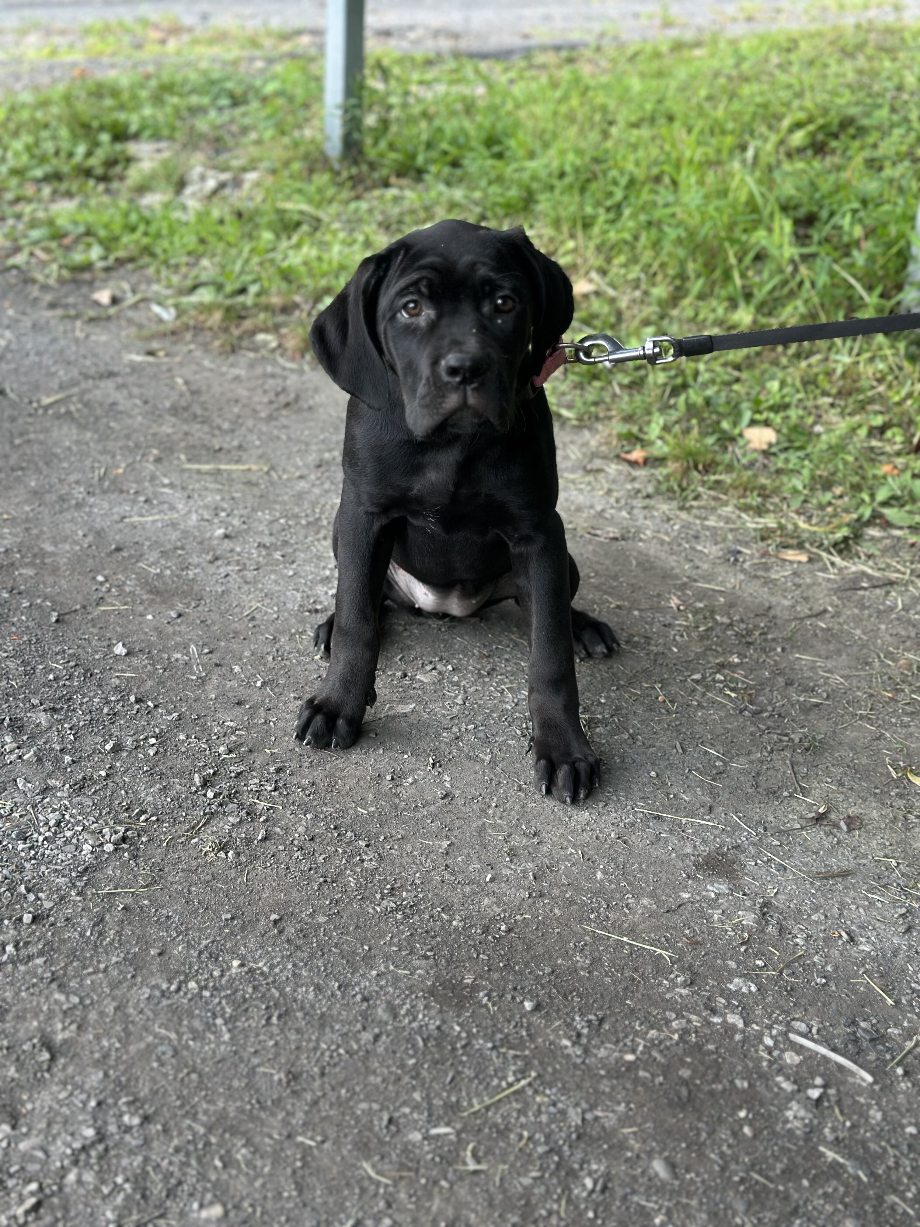 ICCF Cane Corso image 1