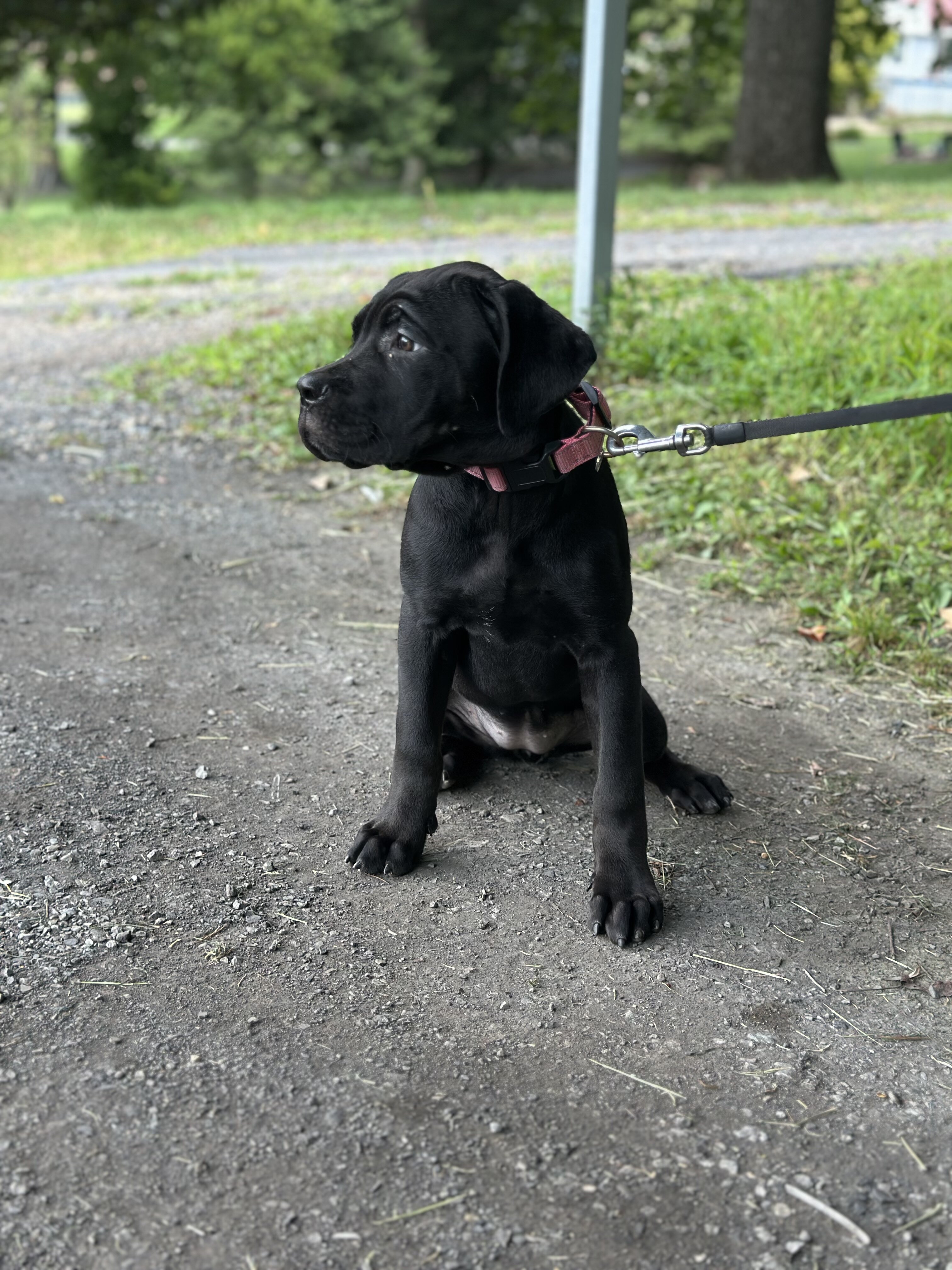ICCF Cane Corso image 3