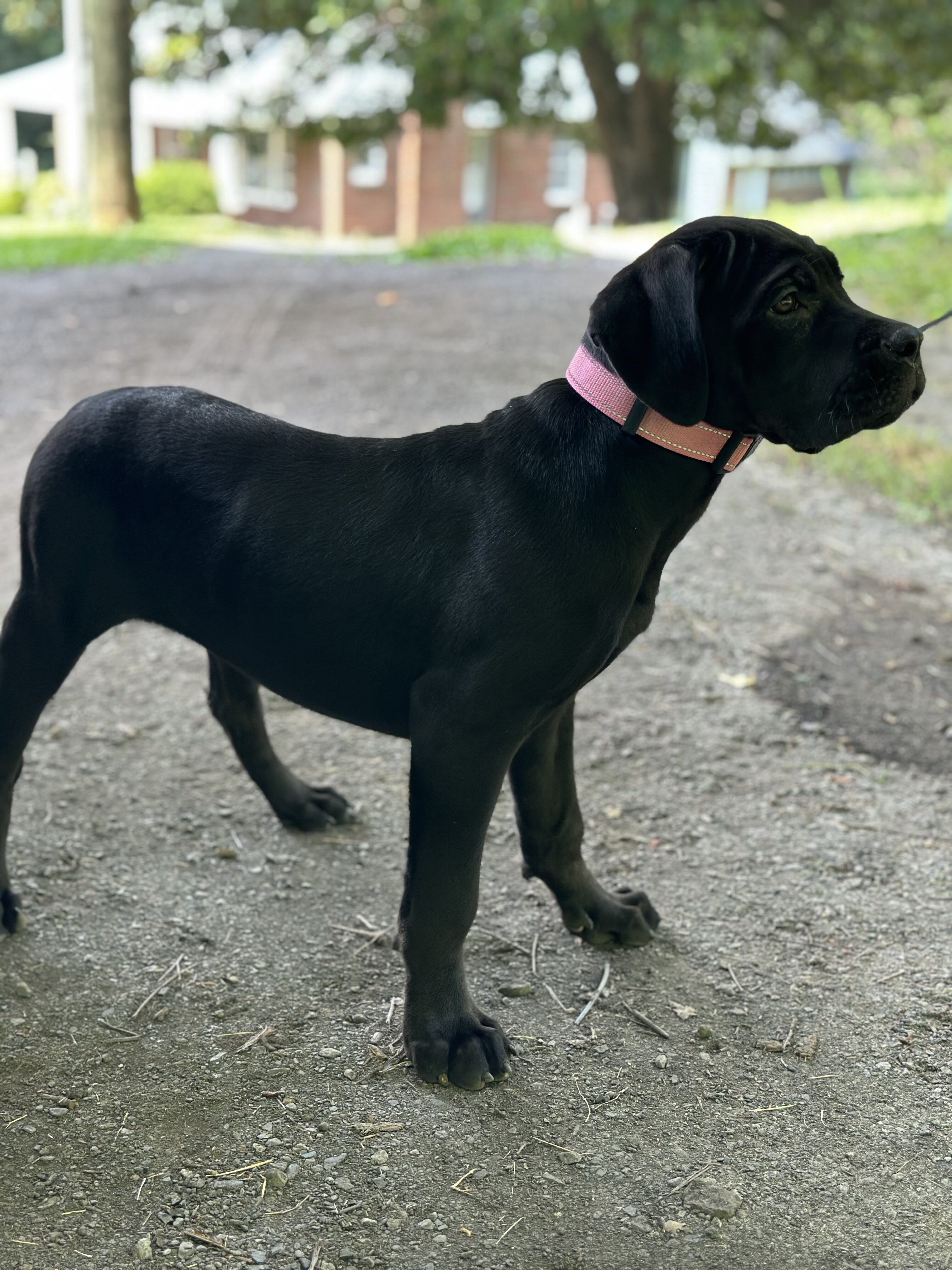 ICCF Cane Corso image 2