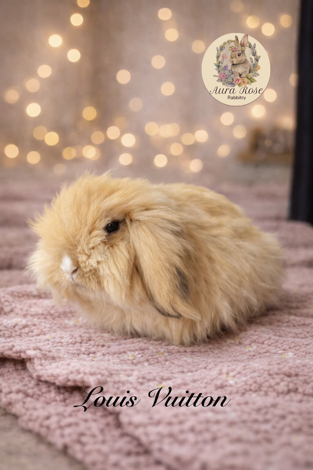 Teddywidder bunnies image 1
