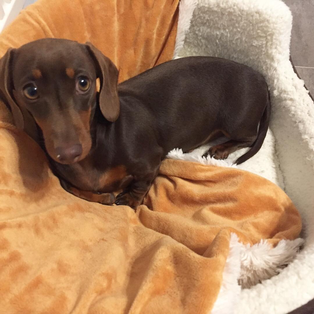 Awesome Dachshund pups available image 1