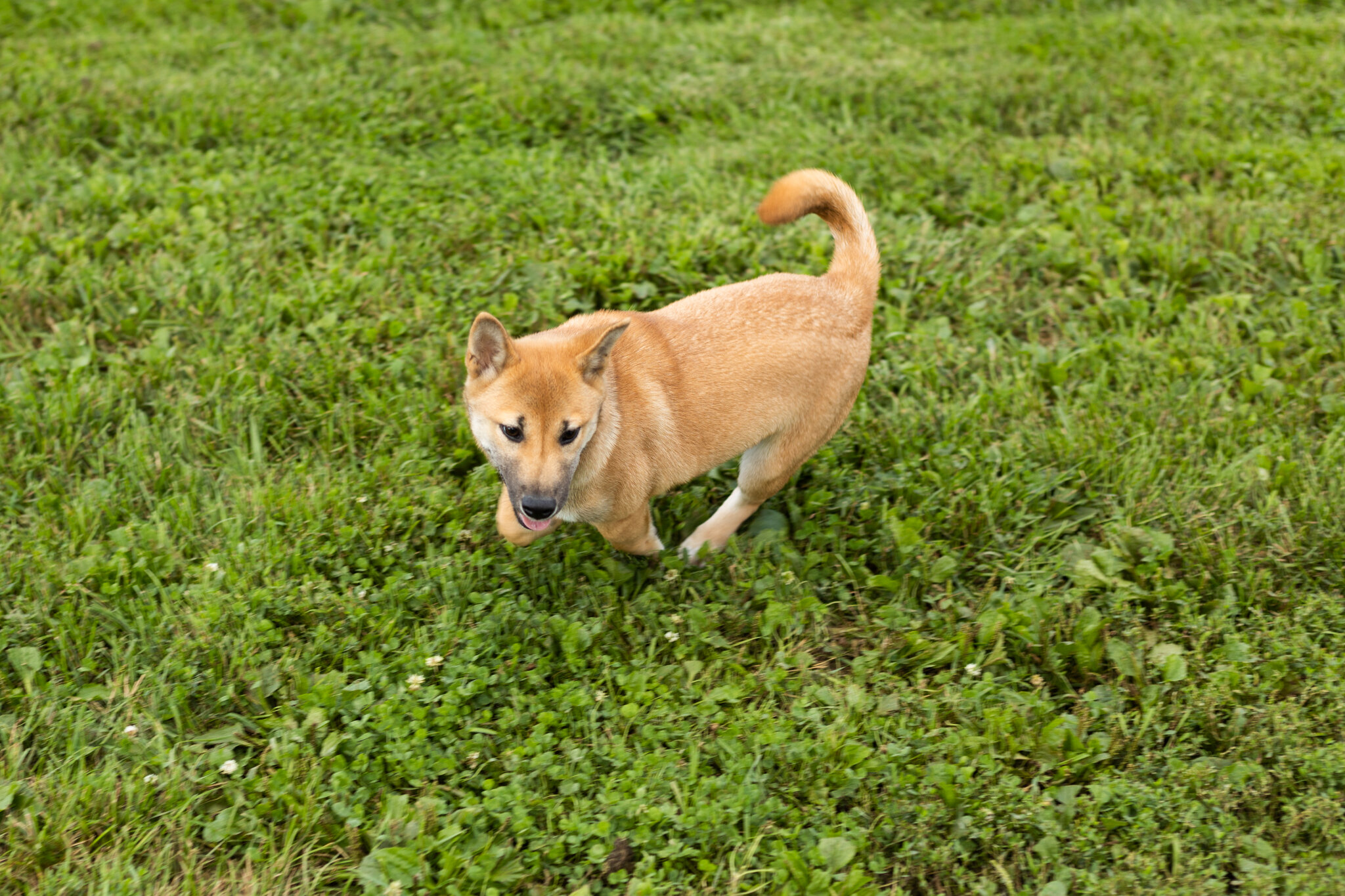 AKC Shiba Inu male puppy in Indiana (Jake) image 1