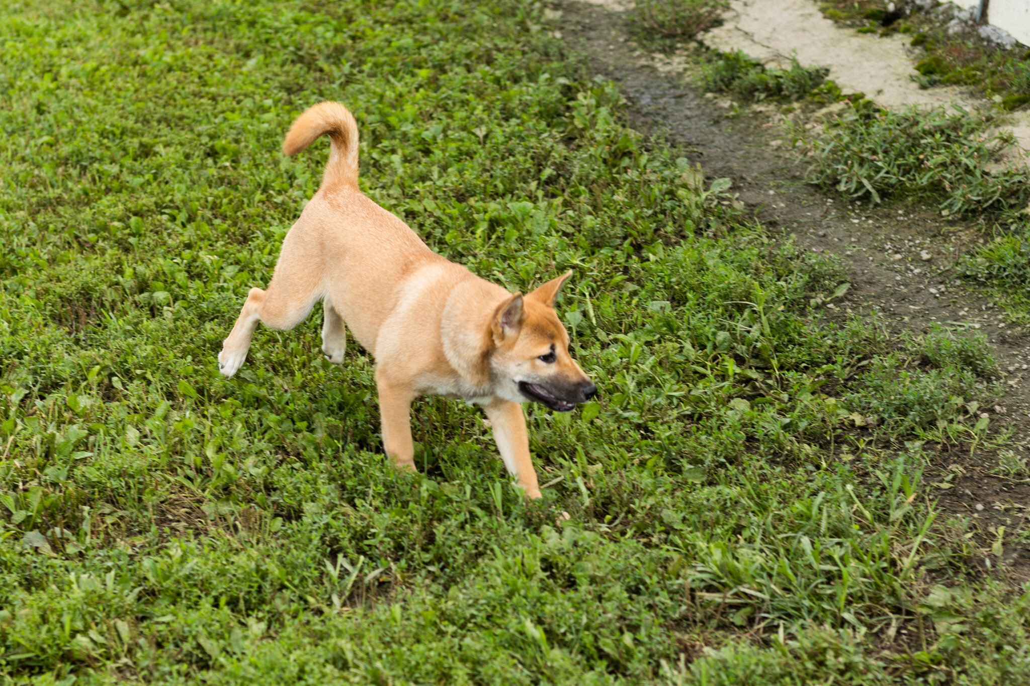 AKC Shiba Inu male puppy in Indiana (Jake) image 2