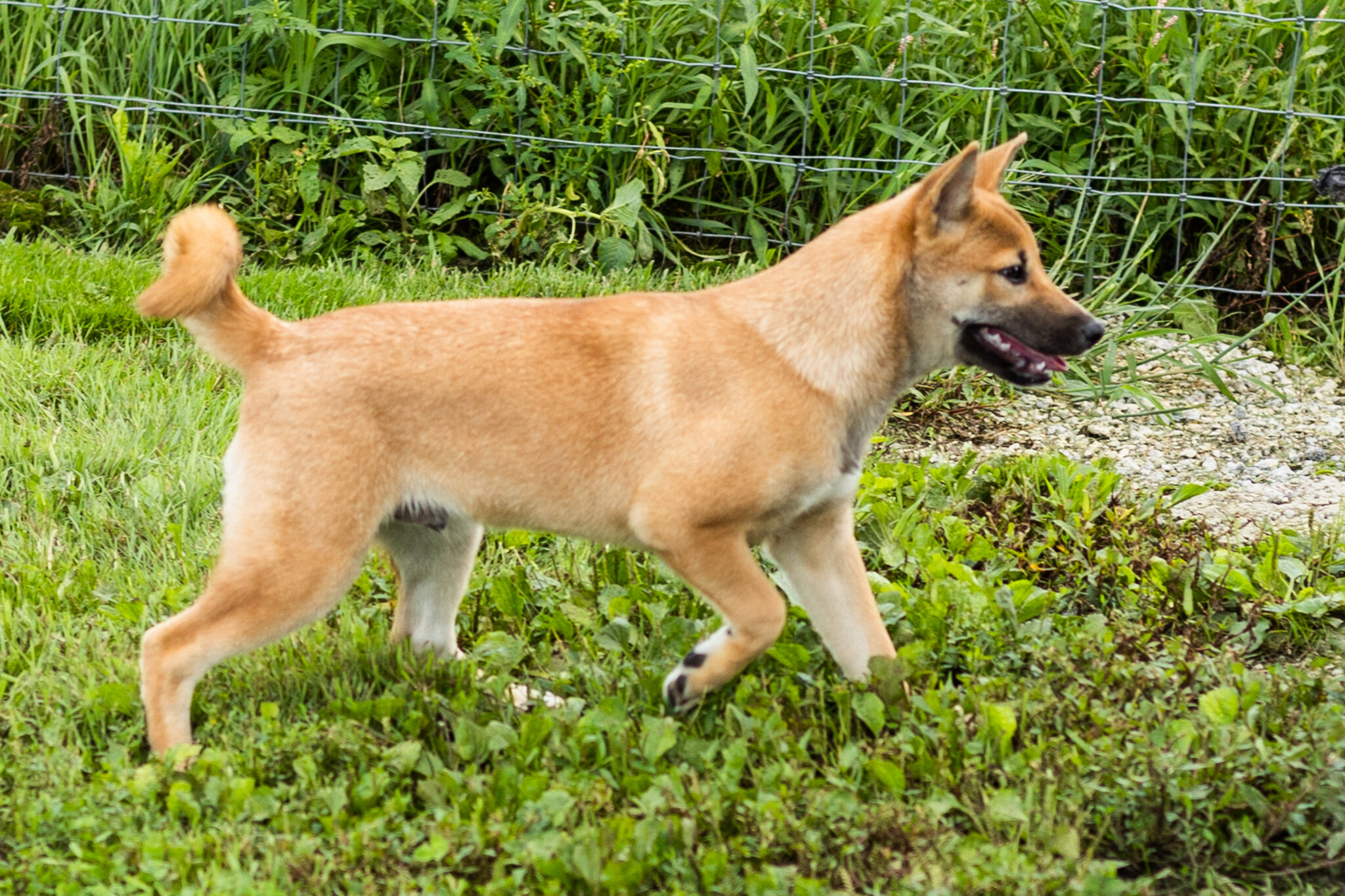 AKC Shiba Inu male puppy in Indiana (Jake) image 3