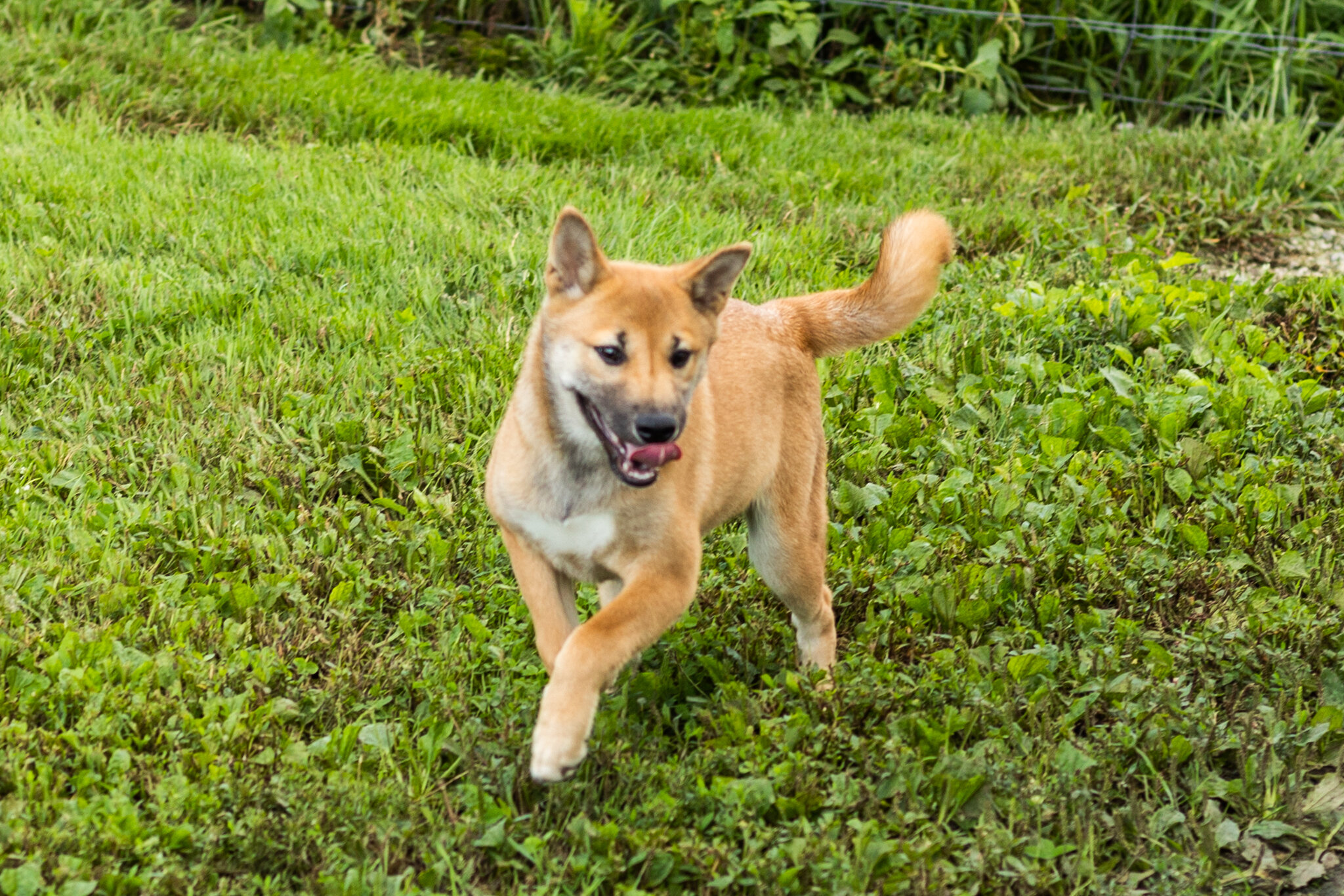 AKC Shiba Inu male puppy in Indiana (Jake) image 4