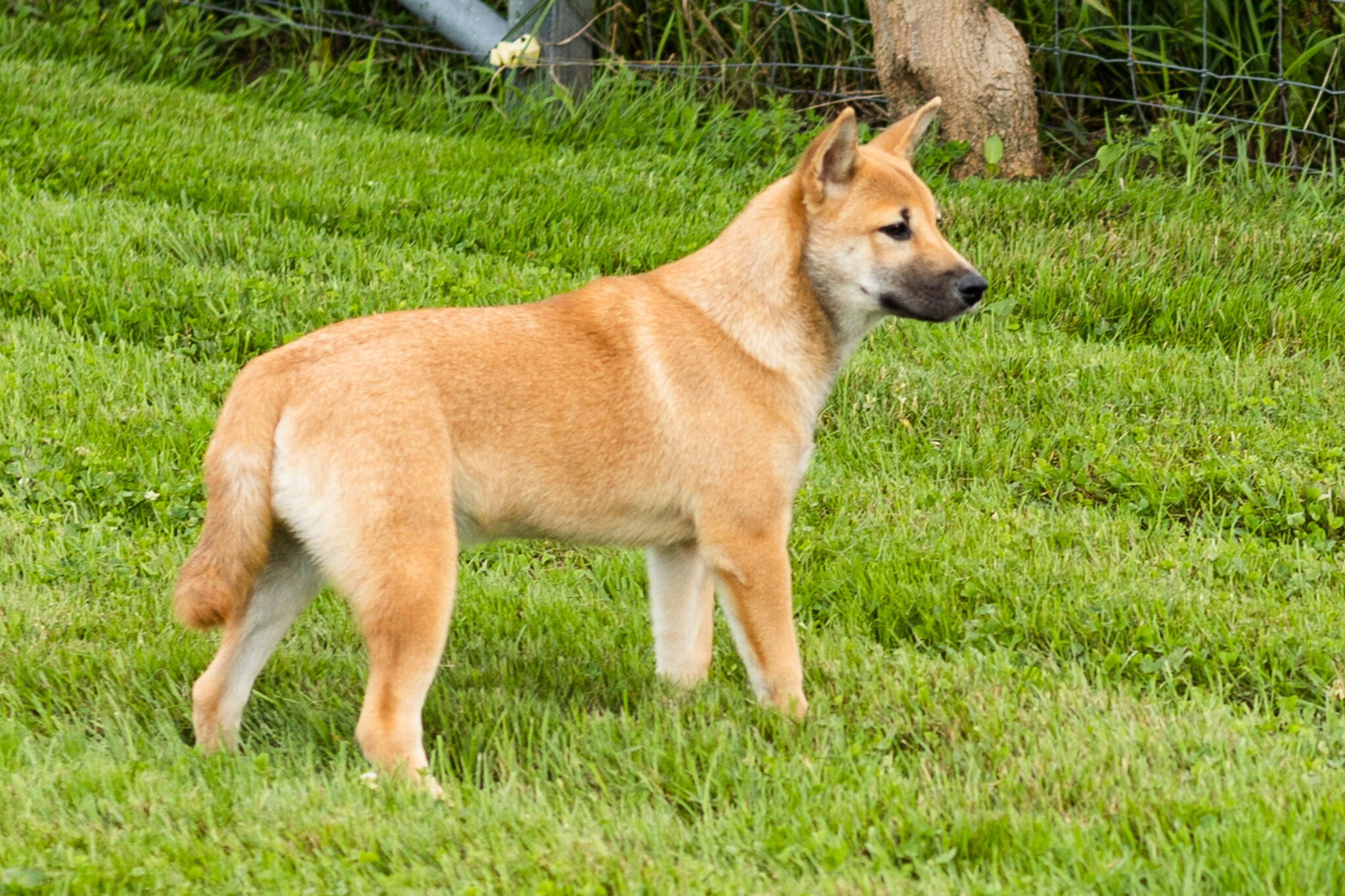 AKC Shiba Inu male puppy in Indiana (Jake) image 5
