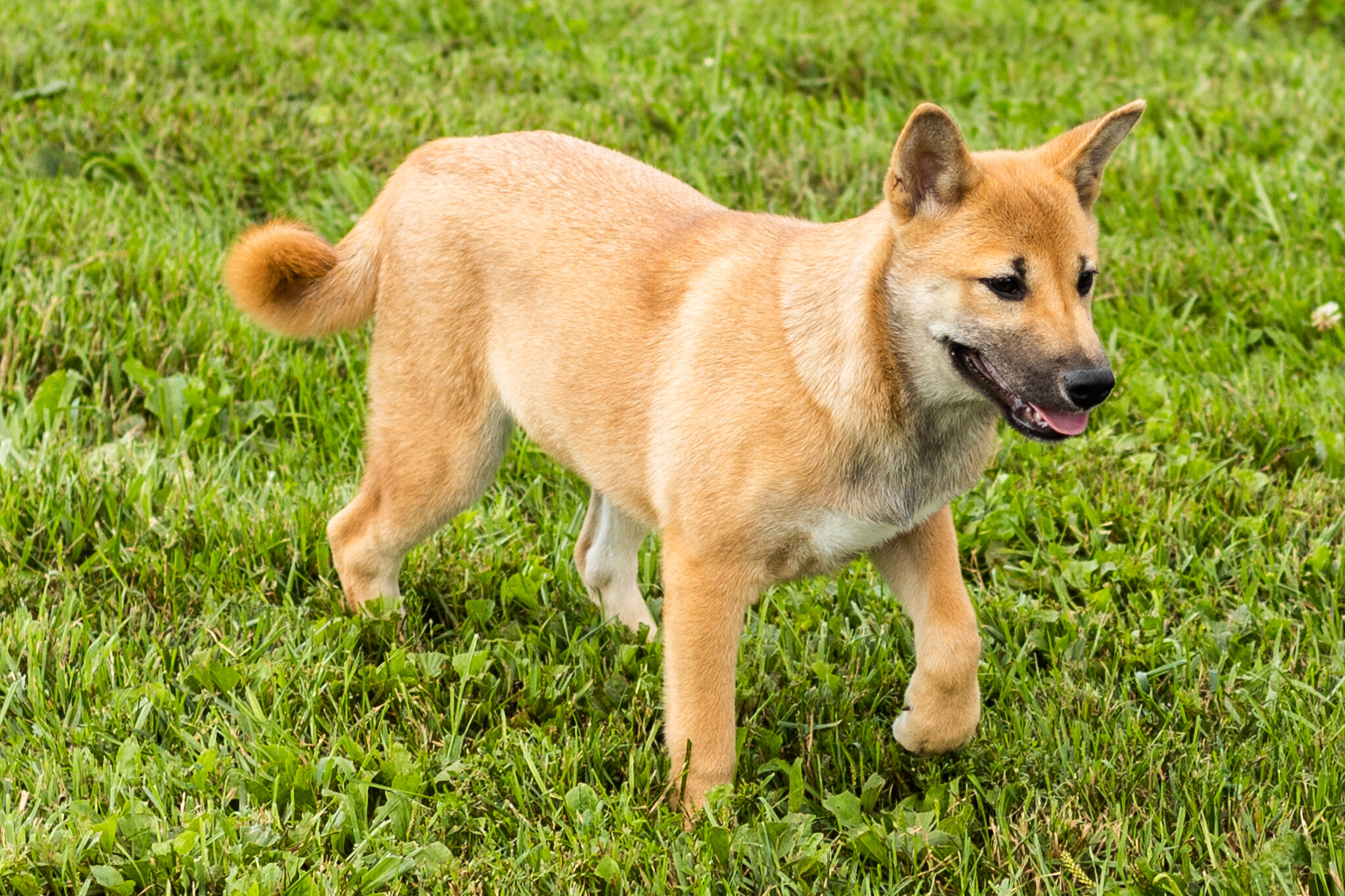 AKC Shiba Inu male puppy in Indiana (Jake) image 6