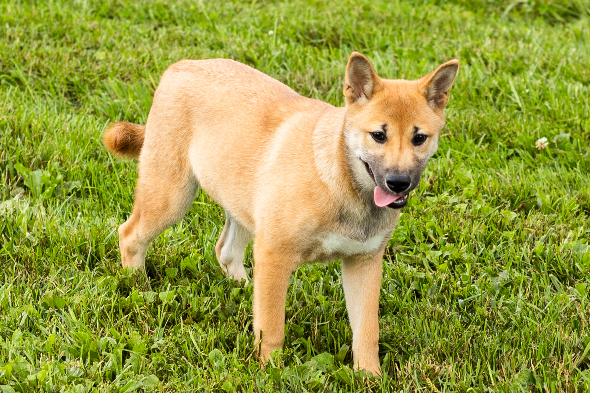 AKC Shiba Inu male puppy in Indiana (Jake) image 7