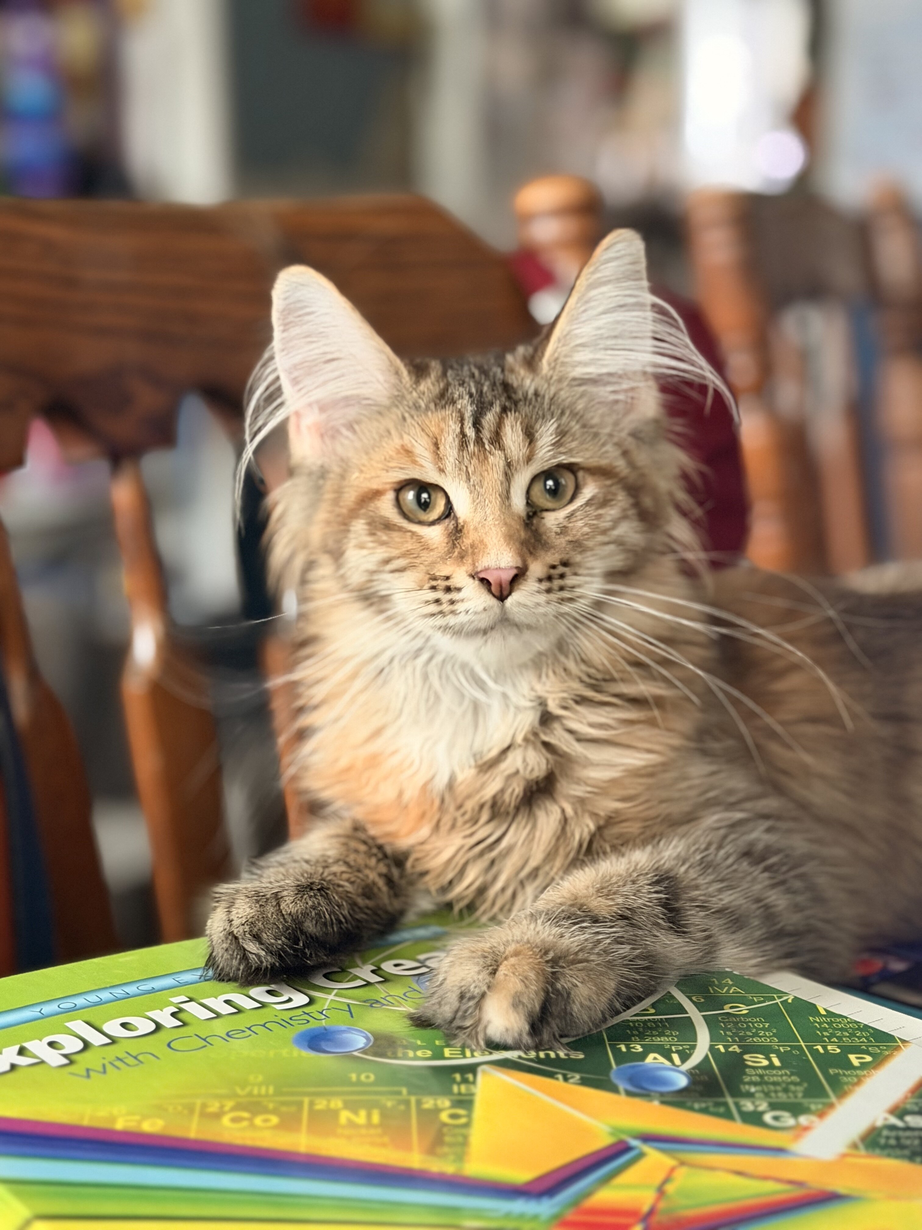 Maine coon Euro Tica kittens ready Now sept 2026 image 3