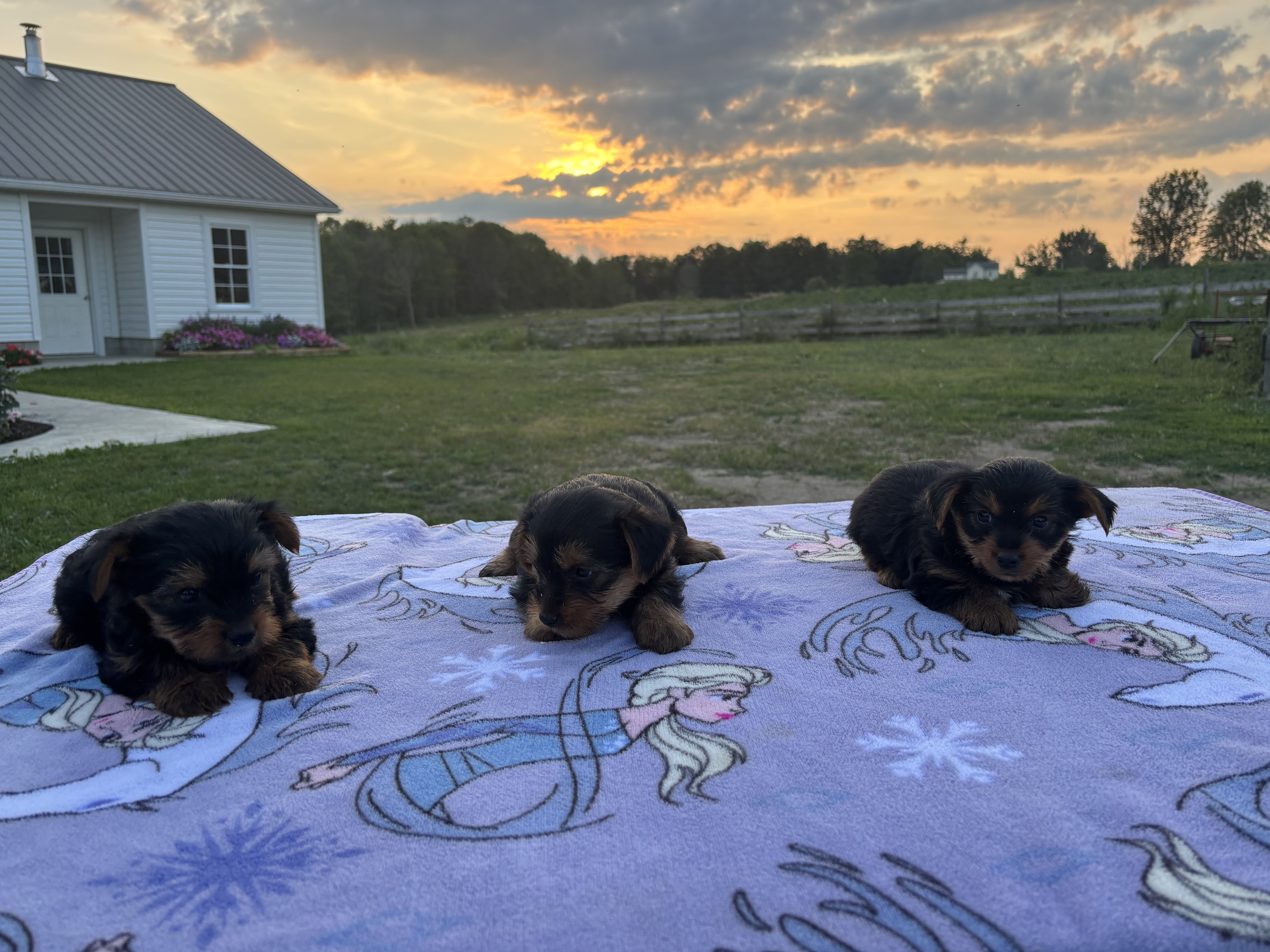 Pure bred Yorkshire Terriers image 1