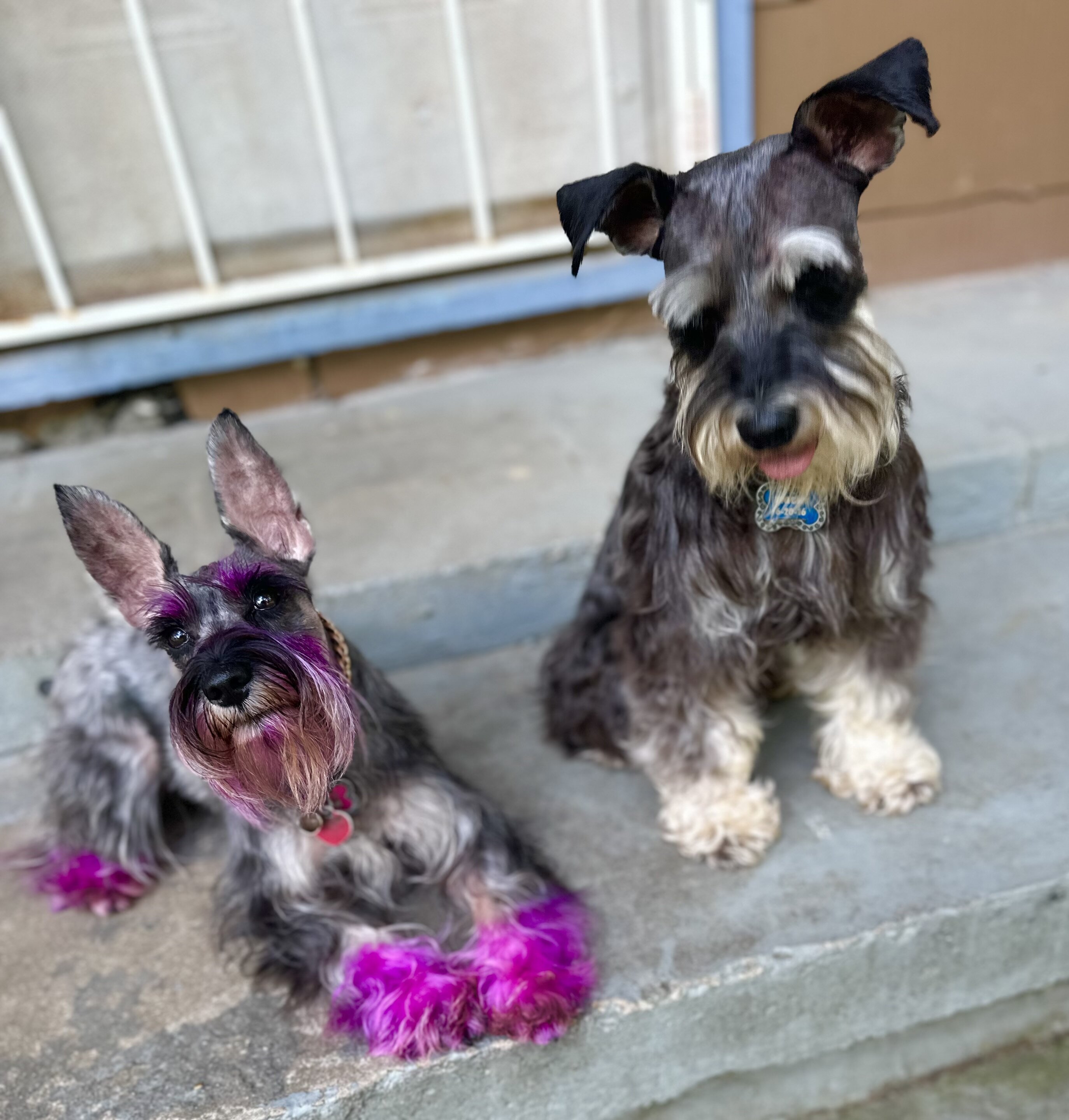 Miniature Schnauzers image 6