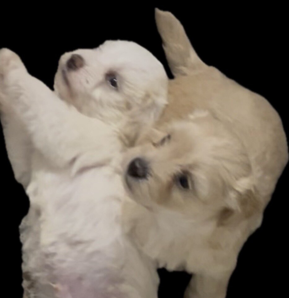 Maltipoo mix puppies image 1