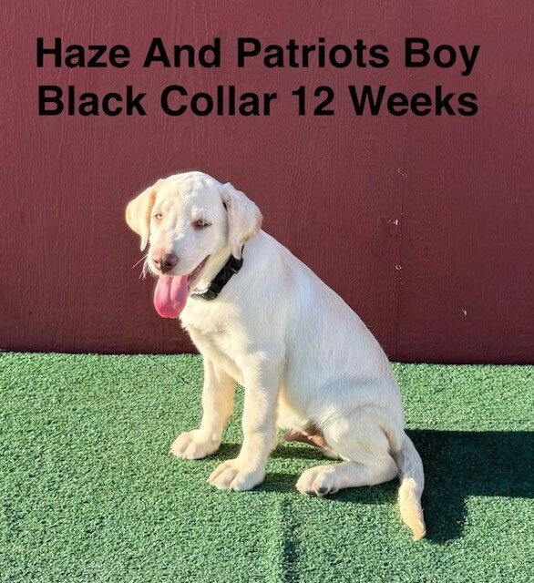AKC Yellow And Champagne Labrador Puppies image 4