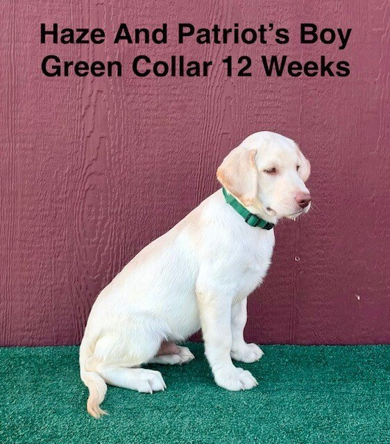AKC Yellow And Champagne Labrador Puppies image 1