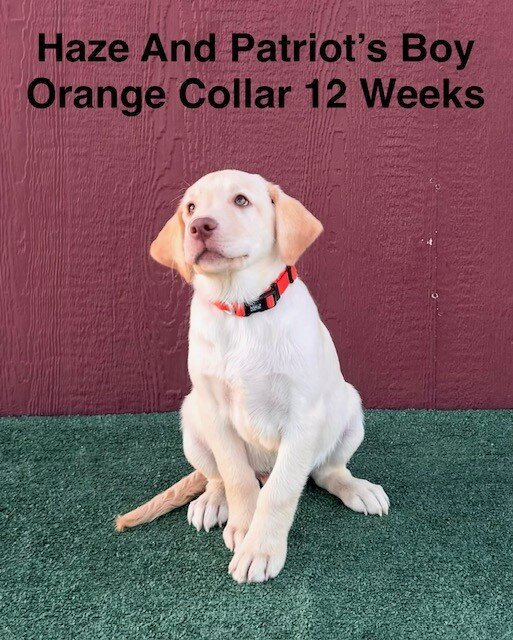 AKC Yellow And Champagne Labrador Puppies image 2
