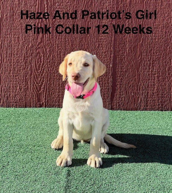 AKC Yellow And Champagne Labrador Puppies image 3
