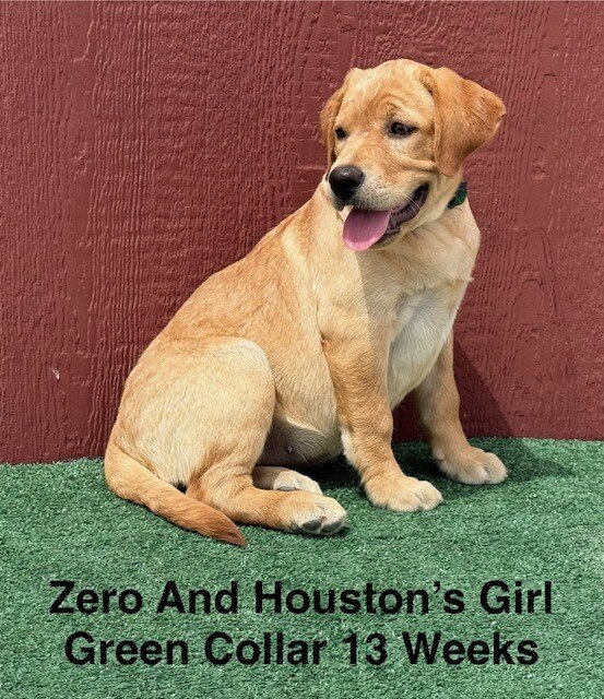 AKC Light Fox Red And Yellow Female Labrador Pupps image 5