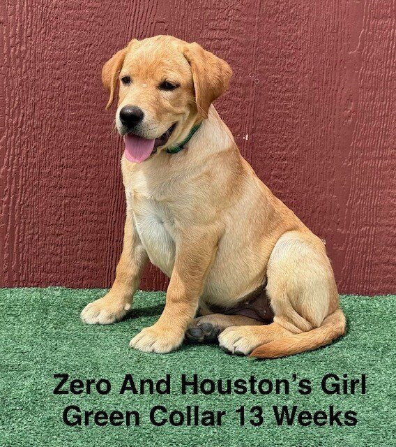 AKC Light Fox Red And Yellow Female Labrador Pupps image 1