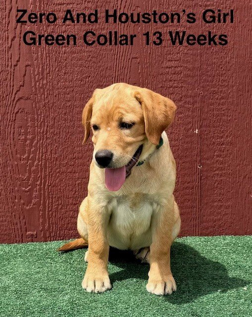 AKC Light Fox Red And Yellow Female Labrador Pupps image 4