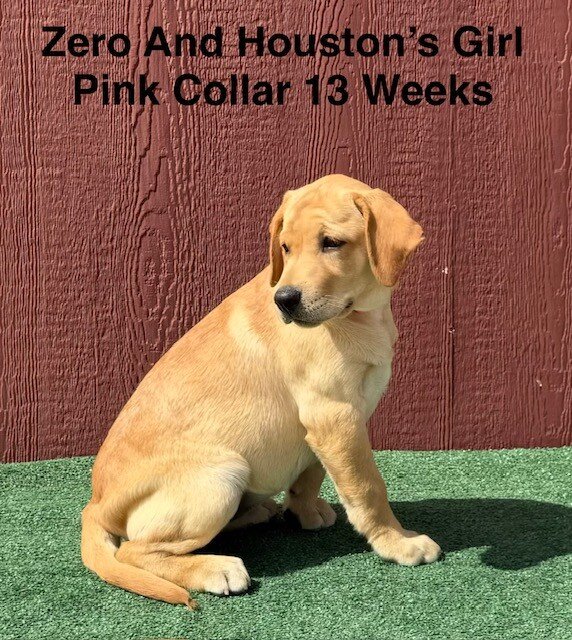 AKC Light Fox Red And Yellow Female Labrador Pupps image 8