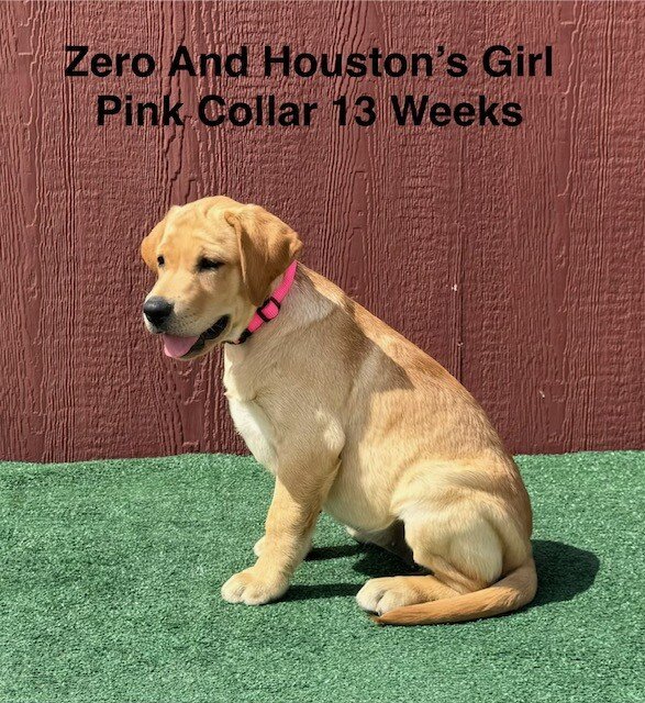 AKC Light Fox Red And Yellow Female Labrador Pupps image 9