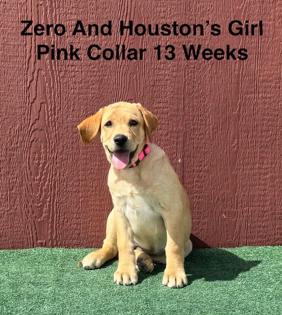 AKC Light Fox Red And Yellow Female Labrador Pupps image 3